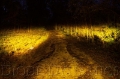 Picture of Diode Dynamics SS3 LED Pod Sport - Yellow SAE Fog Round Single