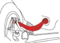 Picture of SPC Performance 02-12 Mazda 6/Ford 06-12 Fusion/07+ Edge Adjustable Rear Camber Arm