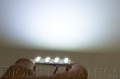 Picture of Diode Dynamics DIO Replacement Bulbs - DD0046S